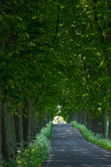 Malmo, Sweden A beautiful tree-lined alley in the province of Skane.