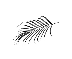tropical frond black palm leaf tree isolated on white background