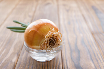 The onion has sprouted. The head lies sideways, white roots are visible