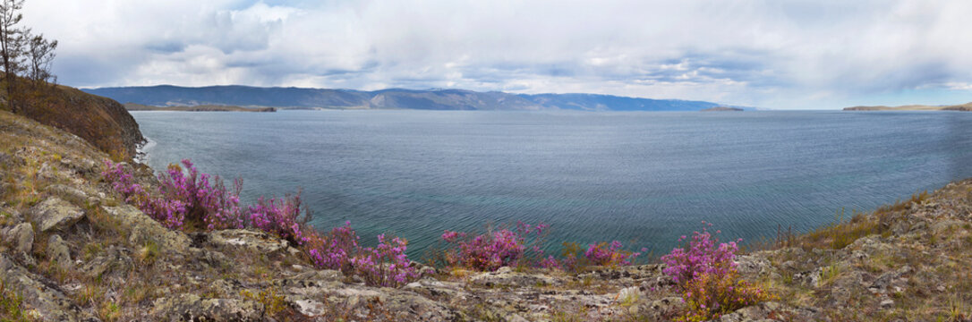 Baikal Lake in spring. Panoramic view on Small Sea with wild flowering bushes of pink rhododendron or bagulnik on the rocky coast of Olkhon Island. Beautiful spring landscape. Natural background