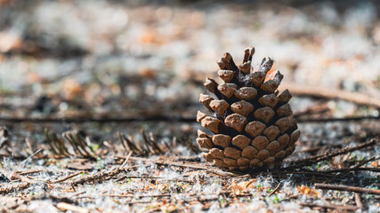 A pine cone on the ground