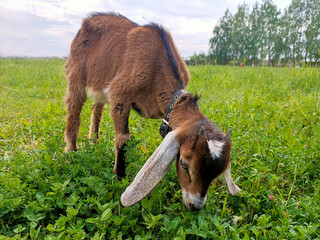 a baby goat grazes on a green meadow in summer