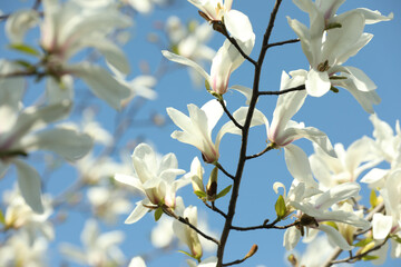 Beautiful blooming Magnolia tree on sunny day outdoors