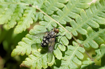 ヤドリバエの仲間