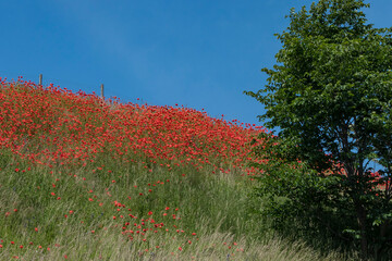 Kaserberga, Sweden Fields of red poppies during the summer.