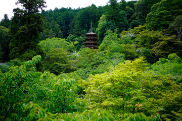 Hasedera Temple in Nara in 2021.