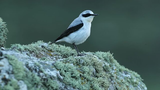 Male Northern wheatear at his favorite perch with the first light of day before sunrise in the breeding season