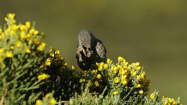 Rufous-tailed rock thrush female searching for food in her breeding territory to take to the nest at first light of day