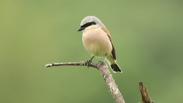 Male Red-backed shrike in his favorite watchtower on a very rainy day in the breeding season