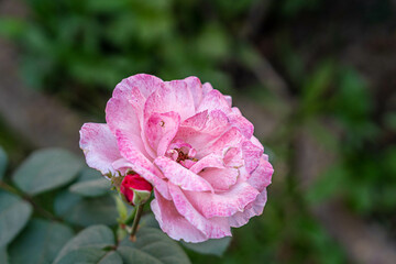 Closeup shot of a beautiful pink garden rose