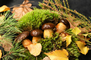 mushroom, autumn, nature, forest, green, fungu