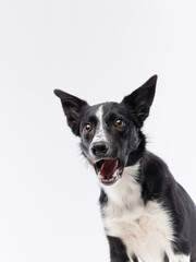 funny crazy dog. Happy Border Collie with curve muzzle