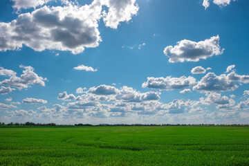Green field and blue sky with white clouds
