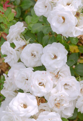Obraz na płótnie Canvas Plant lover background. White Roses Flower aesthetic. Summer time, bloom concept