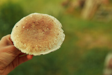 Big mushroom in the grass. Forester cuts with a knife mushroom boletus