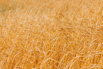 Harvest: ripe wheat grows in the field. Golden grain close-up