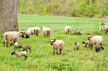 A herd of sheeps with their cute lambs in the meadow