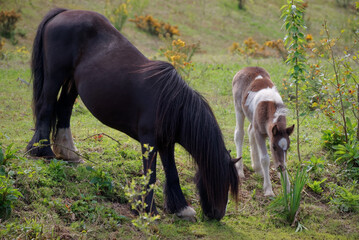 Irish cob mare and foal grazing in pasture