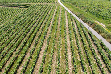 vineyard in Breisgau Germany region fly over