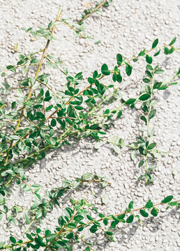 Tree branches on the asphalt. Stylish minimalist wallpaper. Bio, nature, green lover concept © Porechenskaya