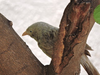 bird on a branch