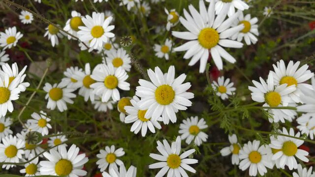 White daisy field. field of white daisies in the wind swaying close up. Concept: nature, flowers, spring, biology, fauna, environment, ecosystem