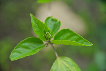 the first buds on a twig