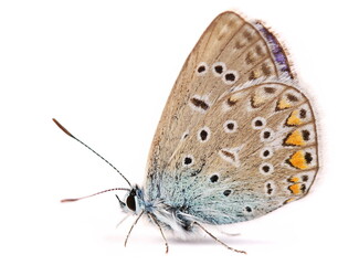Small Heath butterfly, Coenonympha pamphilus isolated on white background