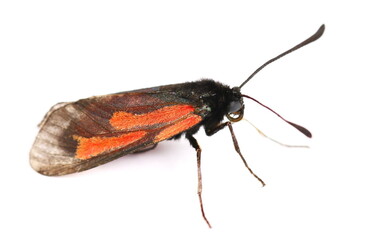 Black orange winged insect isolated on white background
