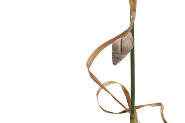 Small snail on grass leaf isolated on white background 