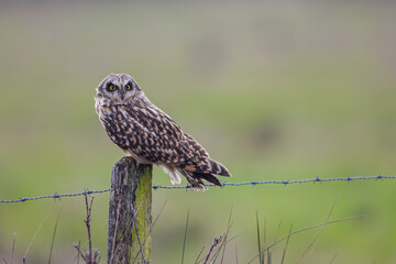 Short-eared Owl (Asio flammeus) perched on wooden post in farmland