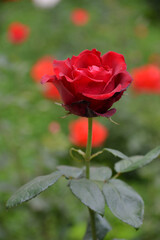 Obraz na płótnie Canvas bright, beautiful rose flower, growing in the garden, Sunny day.
