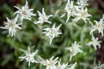Stelle Apline - Edelweiss