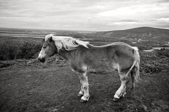 Wild horse with a view of nature and landscape in black and white photography.
Konik, Tarpan Eurasian. Black and white photography with wild horse.