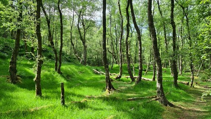 Fototapeta premium green forest in the morning