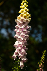 Close up of a common foxglove (digitalis purpurea) flower in bloom © Jan van der Wolf