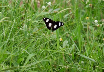 Fototapeta premium The way of life of butterlies in the daytime