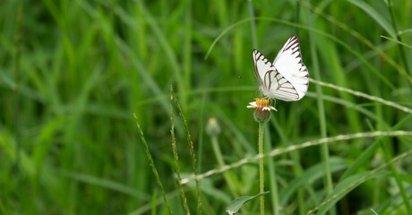 The way of life of butterlies in the daytime