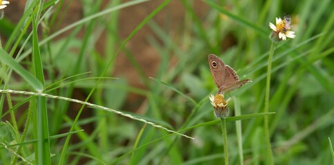The way of life of butterlies in the daytime