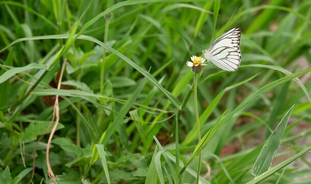 Butterlies Bilder – Durchsuchen 217 Archivfotos, Vektorgrafiken und ...