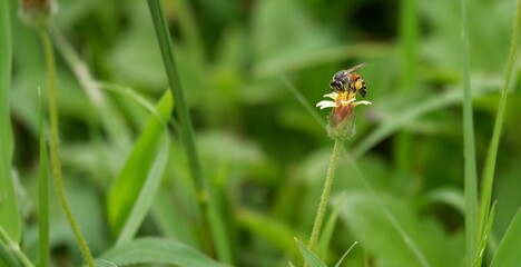 Insect and nature are interdependent