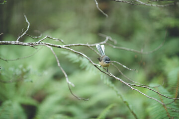 New Zealand fantail, Nelson Lakes National Park