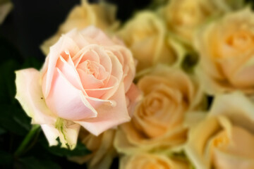 Stunning Rose