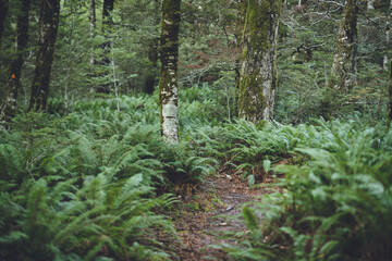Silver Fern on Nelson Lakes National Park, New Zealand