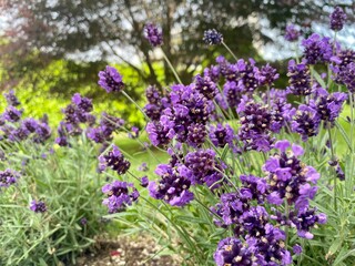 lavender flowers in the garden