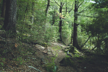 Obraz premium Lakeside Track on Nelson Lakes National Park, New Zealand