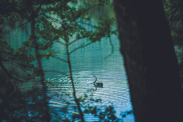 Swans at Lake Rotoiti, Nelson Lakes National Park, New Zealand