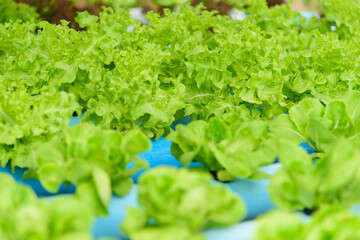 closeup to fresh greenoak in hydroponics system pipe