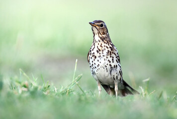 Fieldfare (Turdus pilaris) photographed in the wild