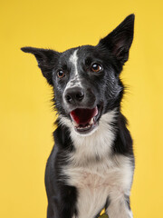 funny crazy dog. Happy Border Collie with curve muzzle. Pet on a yellow background